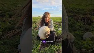 Что это😳