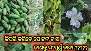 potala chasa odisha | potal chasa kemiti karajae | potala chasa odia | parwal farming in odisha