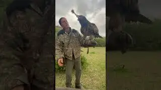 #Lammergeier / #bearded vulture