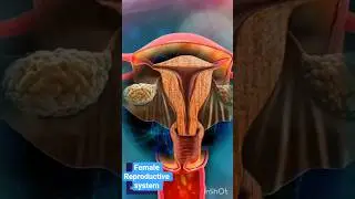 Journey to conception -functions of Female Reproductive system explained #shorts