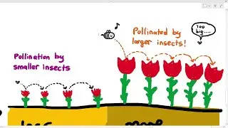 17-15 Sympatric Speciation (Cambridge AS A Level Biology, 9700)