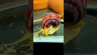 Mystery Snail evolution and birth process🐌 #fishtank #aquarium #mysterysnail #snaileggs #fishfood