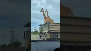 Jirafas🫠