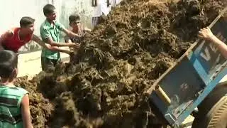 দুর্গন্ধময় এক উৎসব যেভাবে পালিত হলো ভারতে! _ Cow Dung Festival _ India