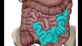 Accessory Organs