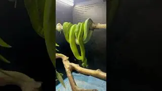 Ever wonder how green tree pythons mate? #greentreepython #breeding #snake #shorts #viral #video
