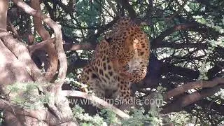 Leopard on tree branch showing calm grooming behaviour