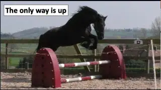 Apollo loves jumping. What happens when Bella joins him❓