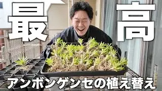 【塊根植物】自家採取したアンボンゲンセ56株を植え替えながら2025年を振り返る雑談回