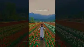 Asia's largest Tulip Garden India Srinagar, Kashmir