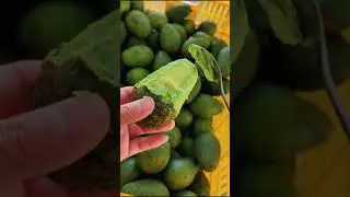Oddly Satisfying Video #571 #short #shorts #agriculture #satisfying shorts video