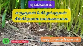 #ஏலக்காய் சருகுகள் & கிழங்குகள் சீக்கிரமாக மக்கவைக்க - ஜைட்டானிக் கோதான்! #ഏലം
