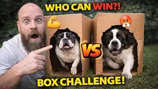 Will Fiona Face Her Fears? Dog Box Challenge