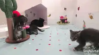 The Nut kittens run amok! May 17 2025 🐾