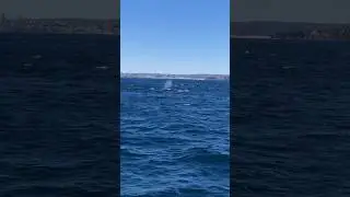 Whale Watching, North Head. Sydney, Australia. Bucket List Travel