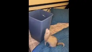 Playful Ferret vs. Trash Bin