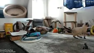 Gaia's Kittens - Whappy Paws Krajina