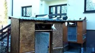 Nowy gołębnik