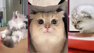 Funny Cats Videos 2022 Best Cute Cats Compilation