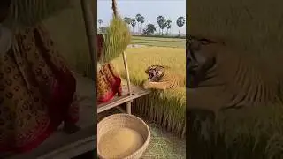 Terrifying Moment in a Village 😱 Woman Attacked While Harvesting Rice #BengalTiger #Bangladesh