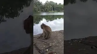 monkey Angkor 5290