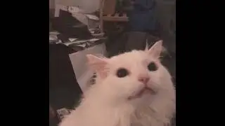 White cat meow terraria boss apper meme or something idk