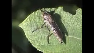 Tolmerus atricapillus roupec