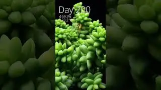 Amazing time lapse!! Beautiful of nature 🌻❣️