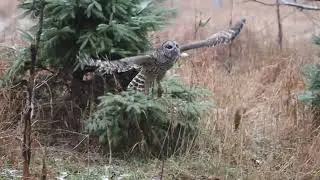 Chouette rayée - Barred Owl.