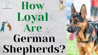 How Loyal Are German Shepherds?