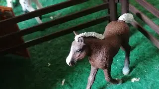 Ono- große Ziele 🍀Teil 1🍀 Happy Horse