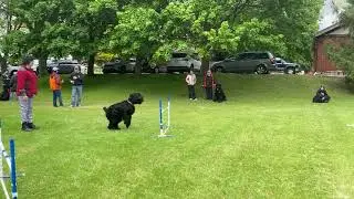 BRT Meera Retrieve over Jump MSK picnic 2025