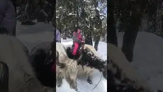 Yak ride in solang valley  #manaliupdates #viralshort #trendingshorts #himachalpradesh #solang