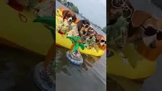 JestPets - Funny animals!