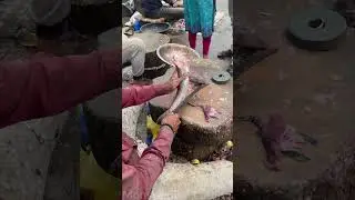 lizard fish cutting skills. #fish #shorts