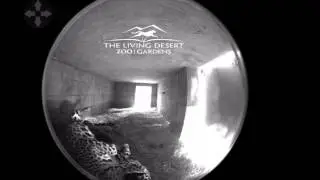 Jaguar Cub at The Living Desert
