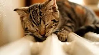Radiator Kitten Sleep Rack Focus