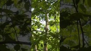 Pileated woodpecker #nature #birds #birding #wildlife #outdoors
