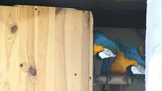 Ara Bleu et Jaune au nid.