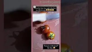 now tomato os also with laud*🤣🤣🤣|| tap the video quick fast
