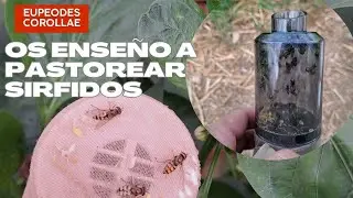 Os ense&ntilde;o a PASTOREAR Sirfidos