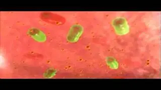 Introduction to how the immune system works | Biology | Anatomy | Immunology