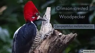 Crimson-crested Woodpecker (Campephilus melanoleucos)