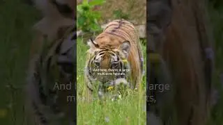 The Big Cats and Bears of Black Beauty Ranch #wildanimals #lions #tigers #bears