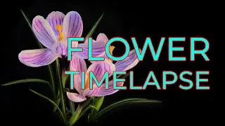 Flower Timelapse - Relaxation Video | ZuDhan Productions