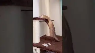 Fur&otilde;es saltitantes | Bouncy ferrets #shorts