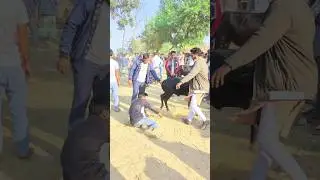 😭What is under the cow's feet?🙆😜 #indiashorts #newzealand #Unitedstatus #pakistan #funny #brasil।
