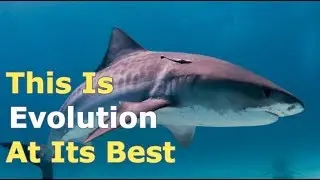 Predator-Prey Evolution At Its Best