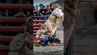 QU&Eacute; TORAZO UNO DE LOS NUEVOS DE LOS DESTRUCTORES SE LLAMA EL PICA FRESA 🐂💥 #jaripeo #shorts