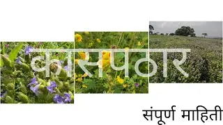 [Marathi]-कास पठार-Valley of Flowers 🌷-Kaas Pathar(Plateau)-UNESCO world heritage side-Satara